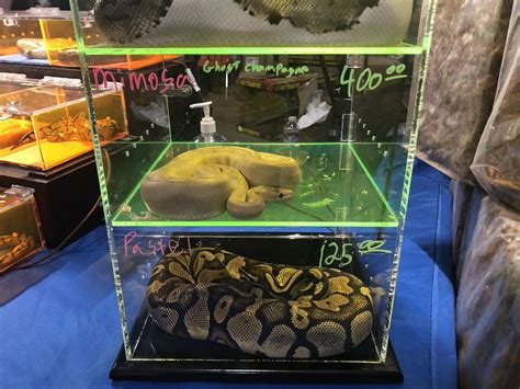 Come experience CNY's premier reptile expo. Located at the iconic OnCenter Convention Center just south of downtown Syracuse. Easy access from Routes 81, 90, 481, and 690. The parking garage contains 1,000 spaces and is connected via skybridge to the convention center. Exhibit Hall B has over 30,000 sq. ft. of exhibit space.. 