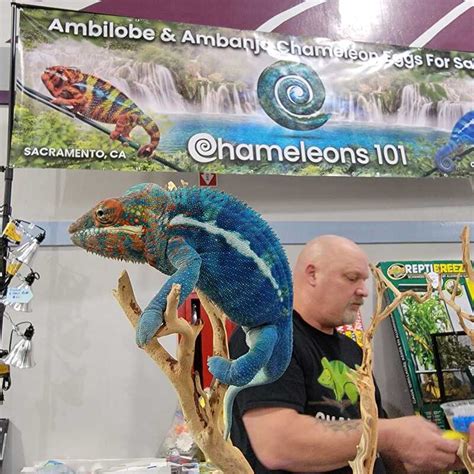 An emerald tree boa coils around a branch during the Lone Star Reptile Expo on March 18 at the St. Jude Events Venue. Adult emerald tree boas can sell anywhere from $750 to $1,400. Alongside the animals, the vendors sold food, tanks and other necessary items to ensure comfort and safety for the animals.. 