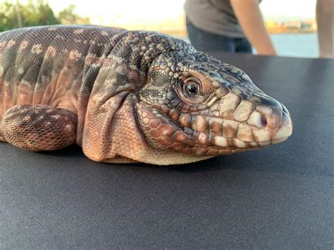 Reptile expo indianapolis. The National Reptile Breeders Expo in Daytona, Florida is one of the biggest and oldest reptile expos in the country. You can find everything from leopard ge... 