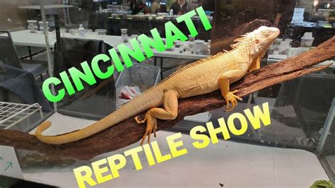 Co-organizer of the expo, Mike Kandis, said reptile