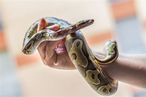 Reptile rescue near me. Things To Know About Reptile rescue near me. 