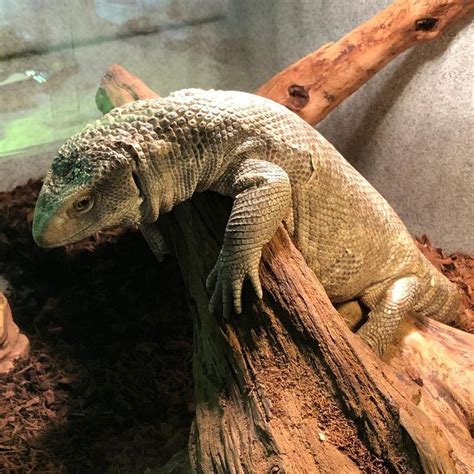 Reptile rescues near me. Things To Know About Reptile rescues near me. 