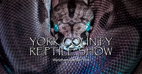 Reptile show york pa. Reptile Show. Date: Jan 27, 2024 Time: 9:00 AM - 3:00 PM. Location (s): Horticultural Hall. Category (s): Expo Center. Reptiles at the York Expo! The Reptiles at the York Expo is one of the longest-running and growing reptile shows in the Mid-Atlantic region and the entire East Coast. We produce family-friendly shows that are both entertaining ... 