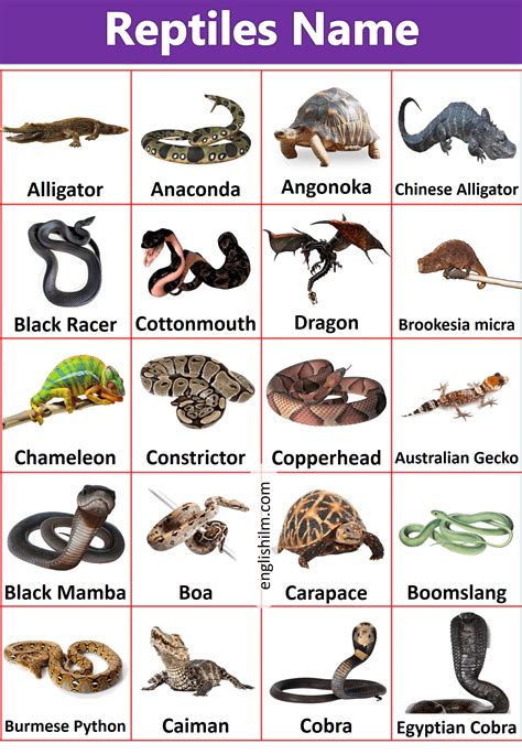 Reptiles Animals Names List From A to Z - English Vocabs