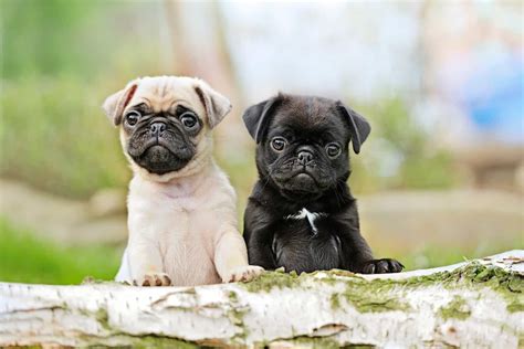 Pug Breeders in New Mexico (NM) You Can Trust. 1. Love Pugs