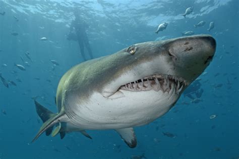 Requin-taureau : infos, photos, vidéos - Requins