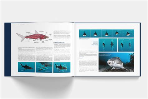 Requins : Guide de l'interaction