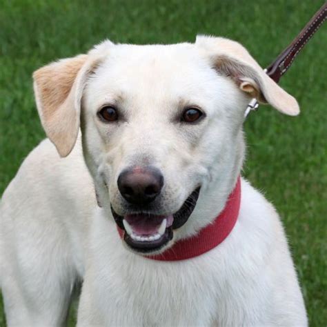 Rescue Dogs for Adoption near Eau Claire, Wisconsin PetCurious