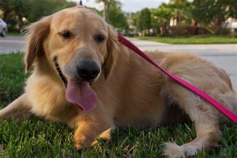 Rescue Page – The Golden Retriever Club