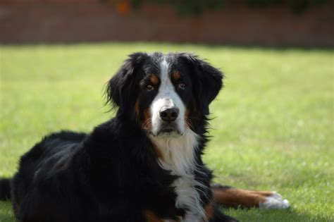 Rescue a bernese mountain dog. The National Bernese Mountain Dog Rescue Network (NBMDRN) is a 501c3 organization dedicated to helping surrendered purebred Bernese Mountain Dogs find their forever … 