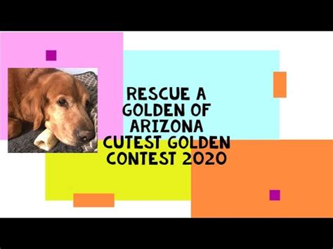 Rescue a golden of arizona. 406K views, 1.1K likes, 438 loves, 1K comments, 1.2K shares, Facebook Watch Videos from Pooch & Mutt: Golden Retriever knows the struggles of being an older sibling... 