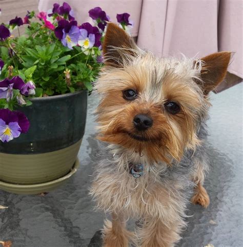 25,000 Yorkie Dogs adopted on Rescue Me! Donate VALENTINE'S GIFT: HELP THEIR FAVORITE BREED! 