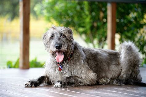 Rescue an irish wolfhound. Things To Know About Rescue an irish wolfhound. 