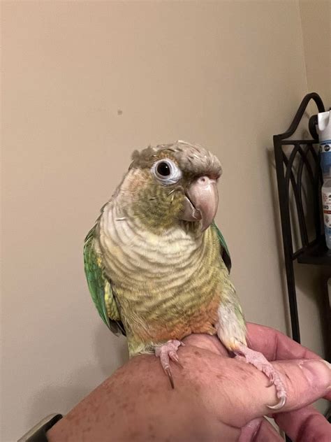 Rescue birds for adoption.  Browse birds available for adoption.  Any Fi...