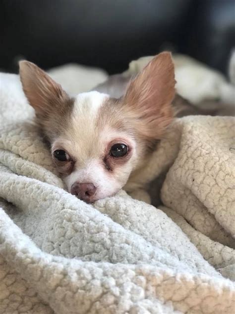 Rescue chihuahua near me. Mar 24, 2018 · Chihuahua Dogs adopted on Rescue Me! Donate. Adopt Chihuahua Dogs in Oklahoma. Filter. 24-03-18-00345 D048 Silas (m) (male) Chihuahua. Tulsa ... 