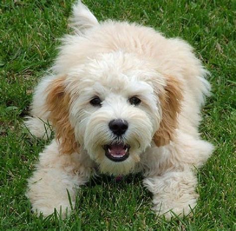 Rescue cockapoos. The Cockapoo is one of the very first non-purebred “designer breed” dogs, with an origin that dates all the way back to the 1960s. The Cockapoo is a mix of a Cocker Spaniel … 