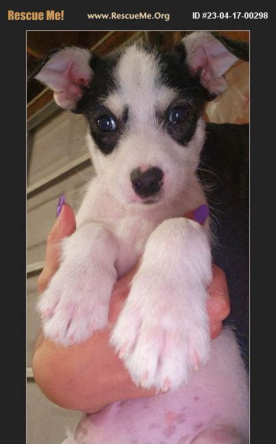 Katy's Dog Place Rescue & Sanctuary, Petrolia, Texas. 1,584 likes · 11 talking about this. Dog Sanctuary.. 