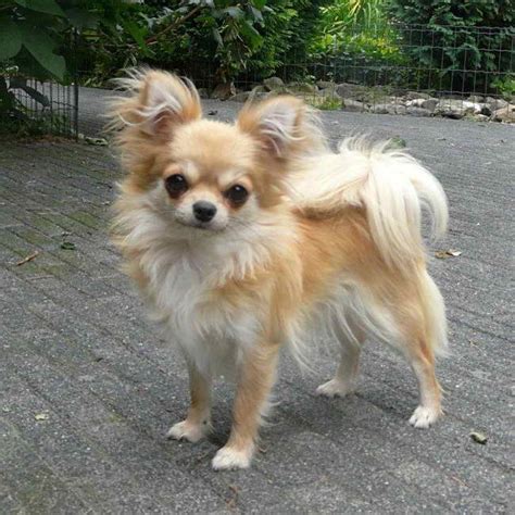 Rescue long hair chihuahua. Chihuahua's Coat Chis can be born with either short or long coats. This variation in coat type is a unique fact about Chihuahuas. The short-haired Chi requires little grooming but will need a wardrobe to help protect her from catching chill. The long-haired Chi does need regular brushing to keep her coat free of mats and tangles. 