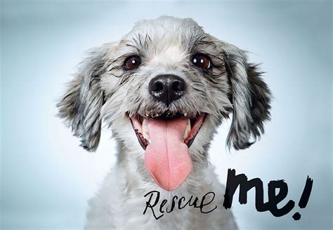 Rescue me dogs. Things To Know About Rescue me dogs. 
