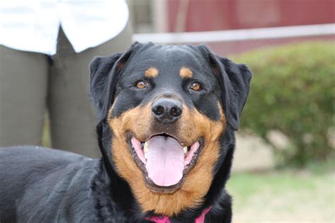 Rescue rottweiler puppies near me. Rottweiler Dogs adopted on Rescue Me! Donate. Adopt Rottweiler Dogs in Missouri. Filter. 24-04-25-00219 D134 ... Mia is a loving and friendly adult female dog. She ... 