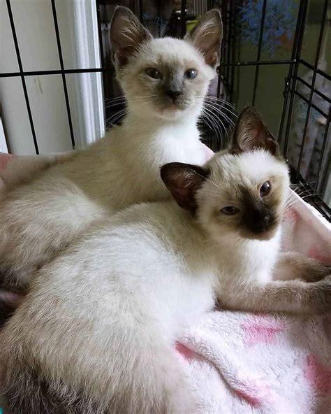 Rescue siamese cats. Things To Know About Rescue siamese cats. 