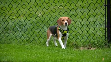 Rescued lab Beagles begin new lives beyond laboratory walls