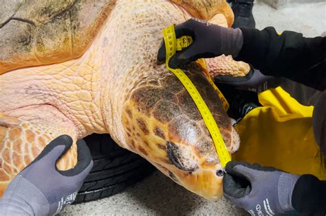 Rescued loggerhead sea turtle thriving after 3D-printed shell brace