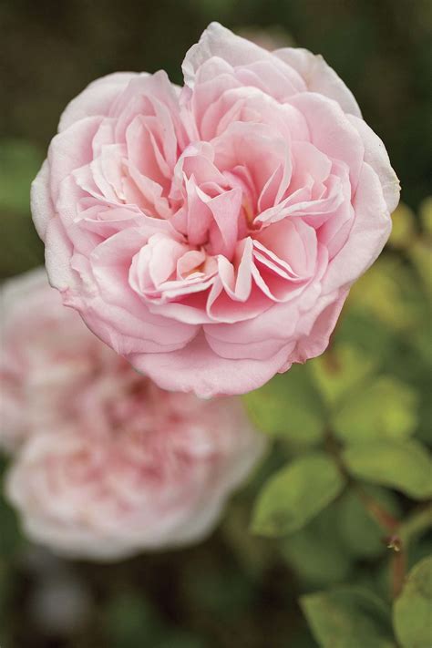 Rescuing the Heirloom Roses of Texas - southernliving.com