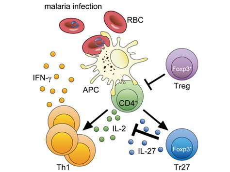 Research Areas Immunology