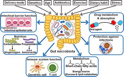 Research Study Takes Deeper Look at the Role of Gut Microbes in the Immune System