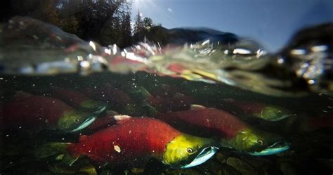 Research finds some Pacific salmon migration out of sync with food supply