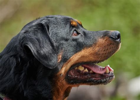 Researcher Get Lessons on Aging Cancer From Rottweiler Dogs AARP Bulletin