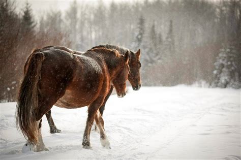 Researcher calls for more wild horse protections after 17 shot dead in rural B.C.