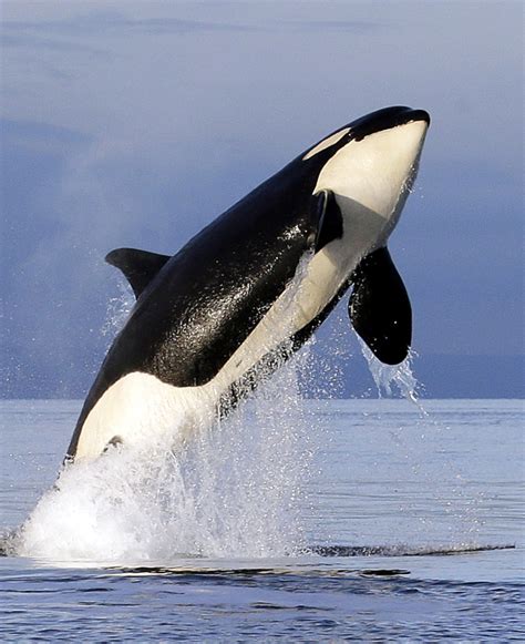 Researchers: Inbreeding a big problem for endangered orcas