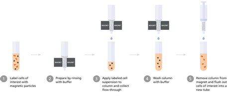 Researchers Claim to Cook Up Isolated Magnetic …