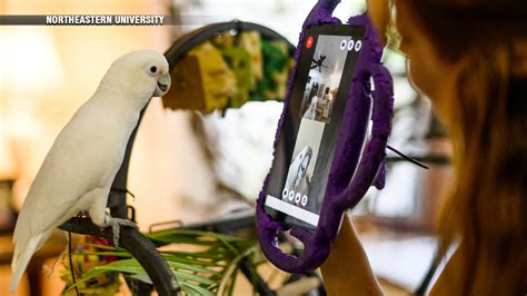 Researchers at Northeastern University, MIT help teach parrots to make video calls through study
