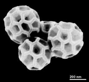 Researchers create DNA buckyballs for drug delivery - Phys.org