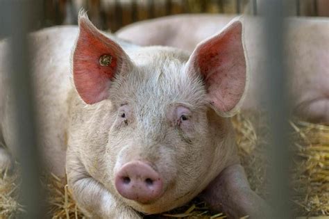 Researchers decode pigs