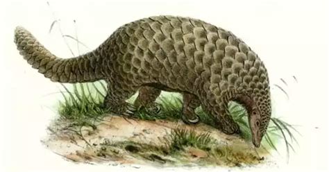 Researchers discover fossil of new species of pangolin in Europe