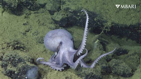 Researchers discover why 20,000 octopuses are brooding off Monterey Coast: It’s the warm springs