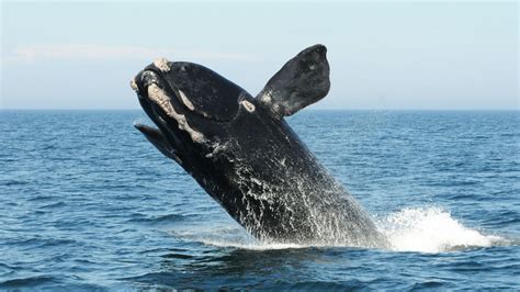 Researchers keeping a close eye on endangered Right Whales