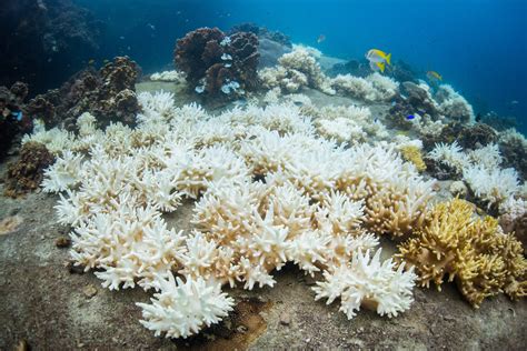 Researchers report mass bleaching of coral reefs in warming Florida oceans: ‘Like a forest without trees’