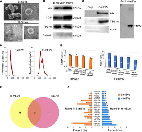 Researchers report potential new treatment for leaky gut …