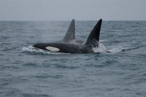 Researchers spot rare sight: Orcas in New England waters, along with dozens of other whales, dolphins