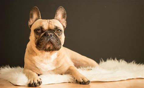 Researching Reputable French Bulldog Breeders The information included in this article can absolutely help you in your quest to identify a reputable, responsible, health-focused French Bulldog breeder that can sell you a healthy Frenchie puppy