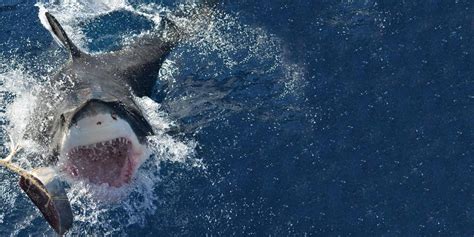 Reserve Isla Guadalupe, Great White Shark Diving