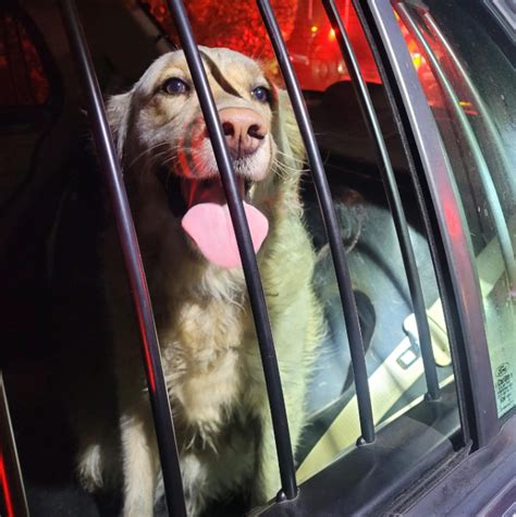 Residents evacuated, dog rescued from apartment complex fire