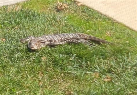 Residents of a Md. apartment thought they saw an alligator. It turned to be some kind of lizard