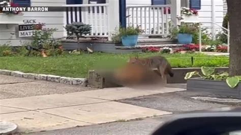 Residents rattled after coyote spotted carrying body of small dog through Jamaica Plain