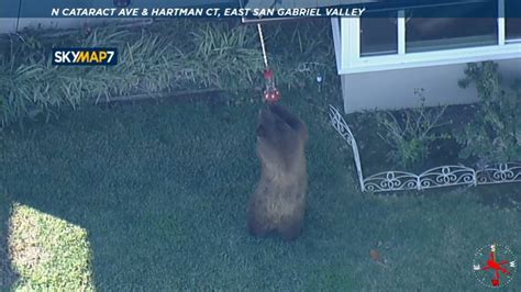 Residents react after bear roams through Homestead neighborhood as authorities work to capture animal